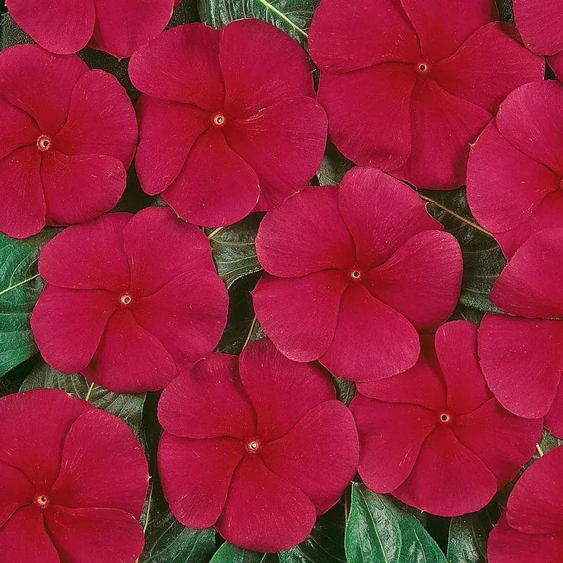 Pacifica XP Dark Red Vinca Seeds