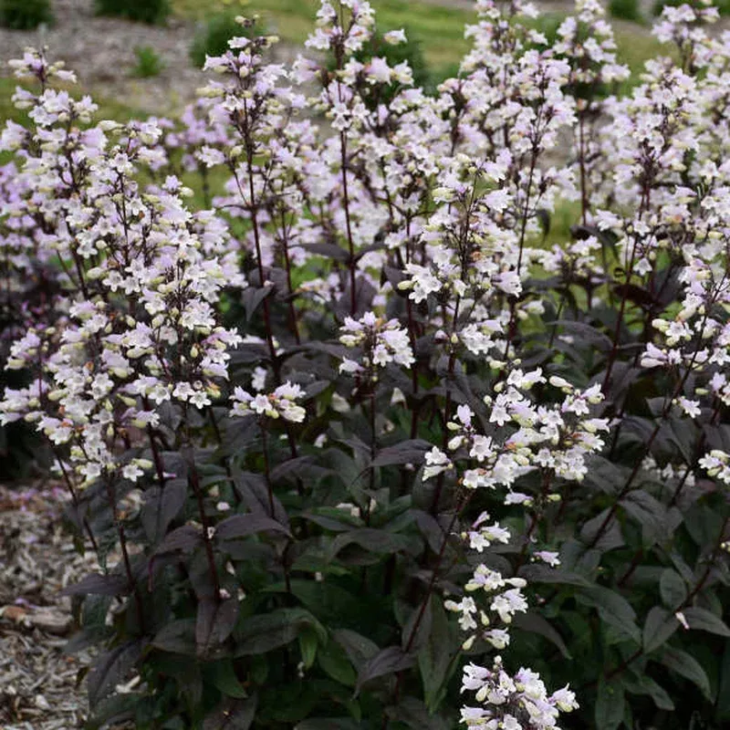 Penstemon dig. ‘Onyx and Pearls’
