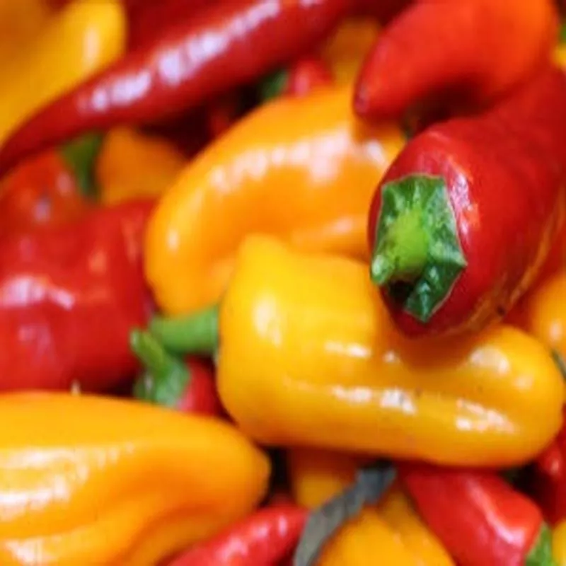 PEPPER YUMMI BLEND – 4″ POT