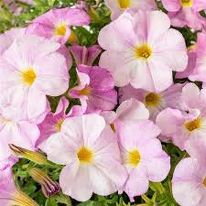 petchoa-supercal-pink-mist Petchoa SuperCal ‘Pink Mist’