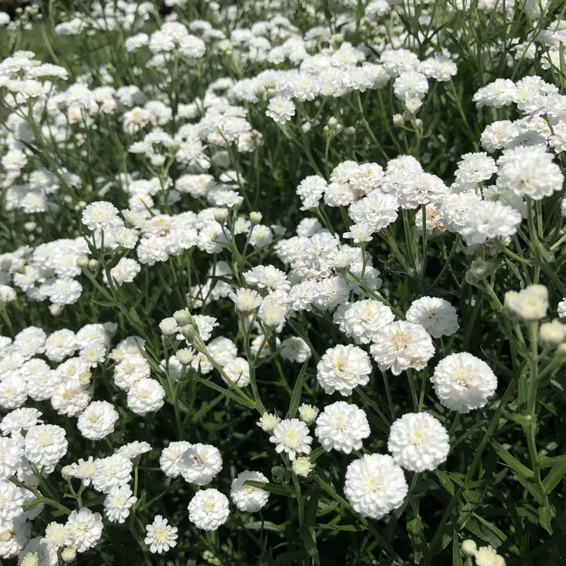 peter-cottontail-yarrow-achillea ‘Peter Cottontail’ Yarrow (Achillea)