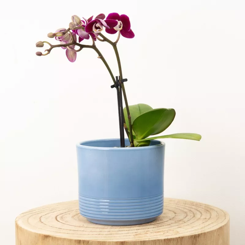 phalaenopsis-orchid-sweetie-yara Phalaenopsis Orchid | Sweetie Yara