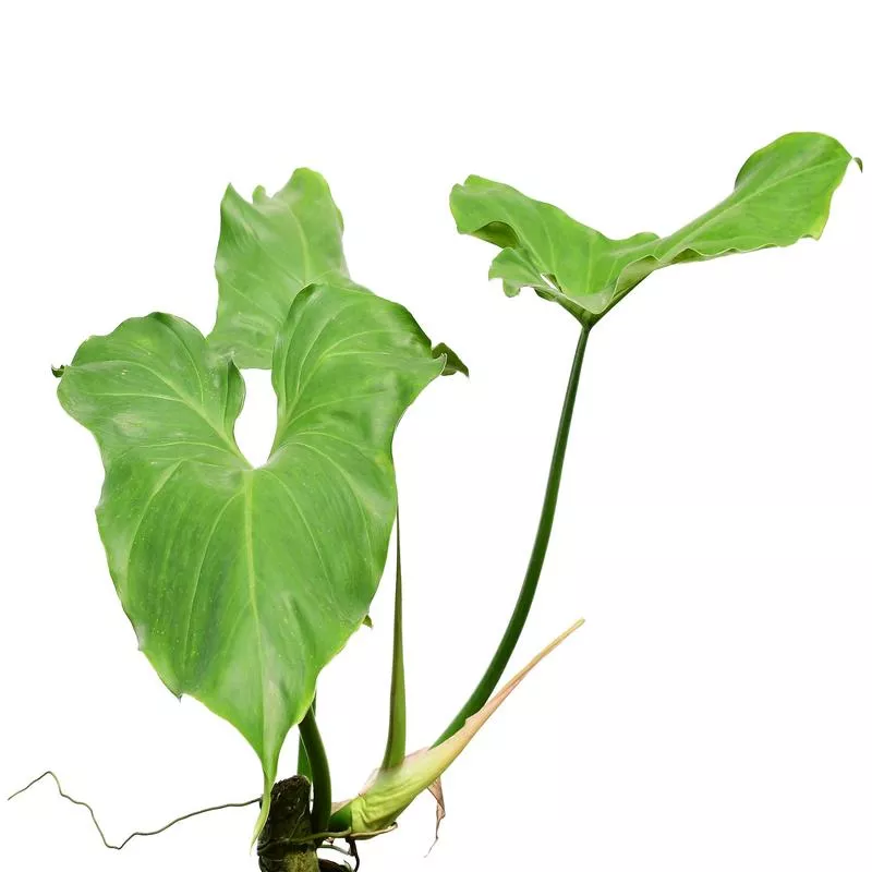 Philodendron sanctamartinense cf