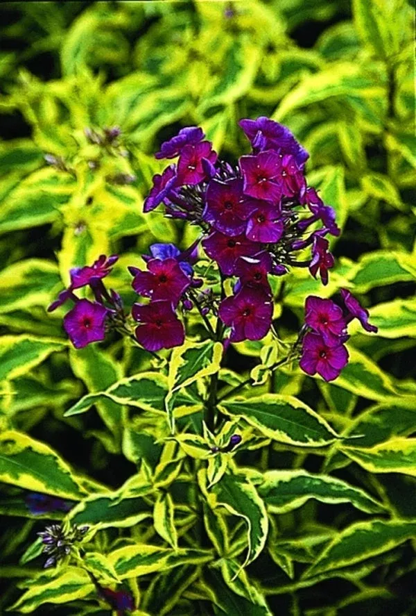 Phlox paniculata ‘Goldmine’ PP 12,070, EUPBR 7378