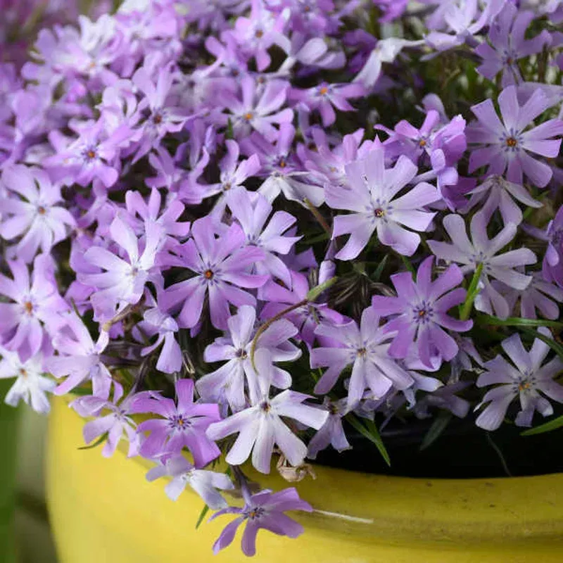phlox-sub-bedazzled-lavender Phlox sub. ‘Bedazzled Lavender’