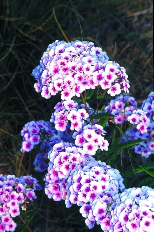 phlox-x-arendsii-eye-catcher Phlox x arendsii ‘Eye Catcher’