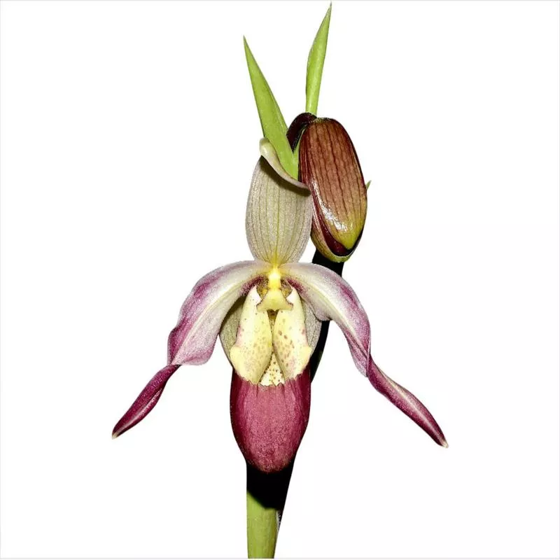 phragmipedium-ainsworthii Phragmipedium Ainsworthii