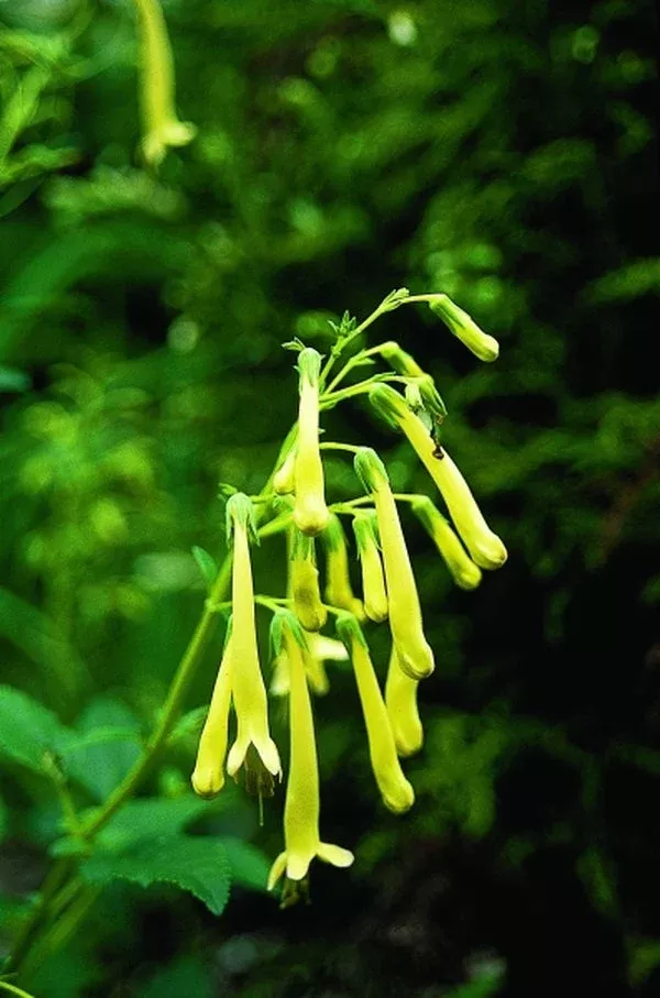 phygelius-moonraker Phygelius ‘Moonraker’