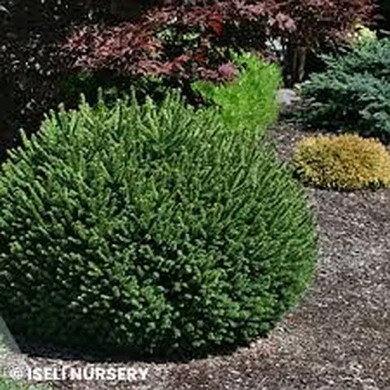 picea-abies-fat-cat Picea abies ‘Fat Cat’
