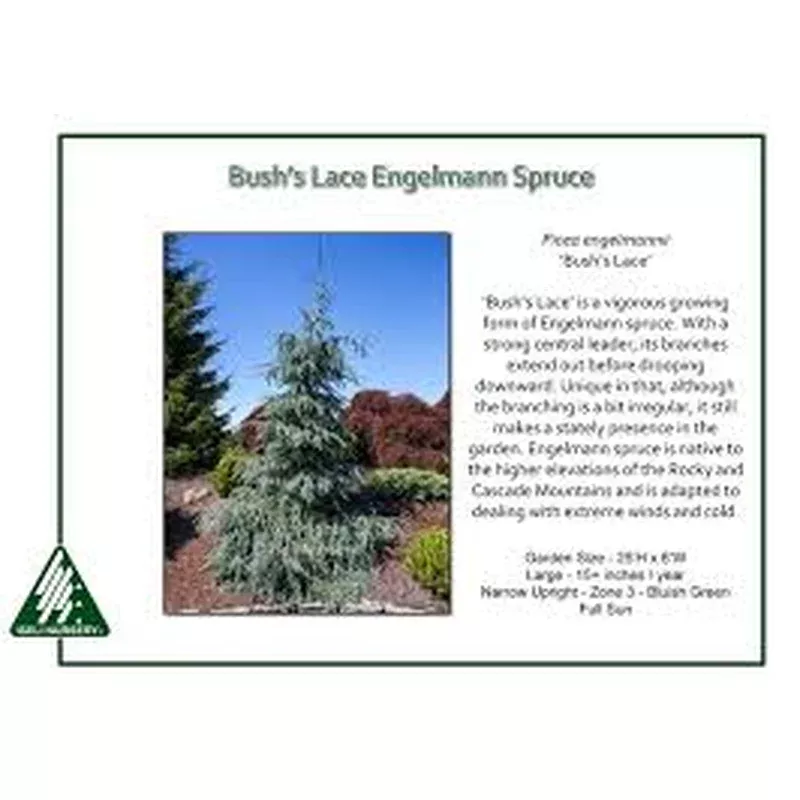 Picea engel. ‘Bush’s Lace’