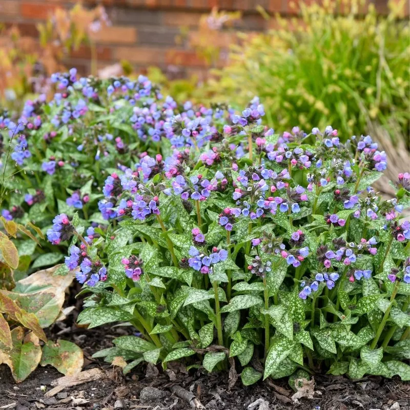 pink-blue-lungwort-pulmonaria ‘Pink-a-Blue’ Lungwort (Pulmonaria)