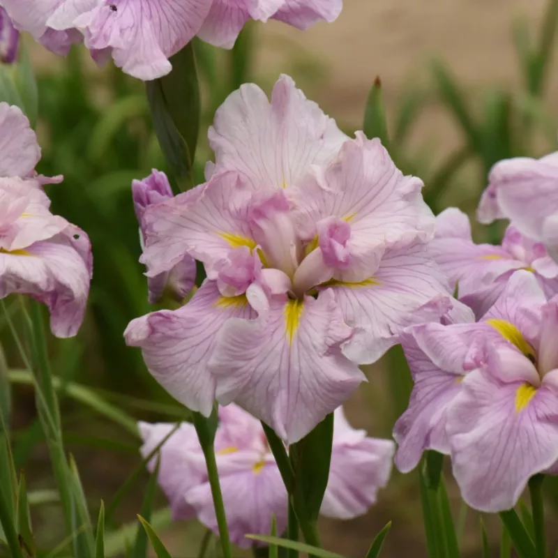 pinkerton-japanese-iris ‘Pinkerton’ Japanese Iris