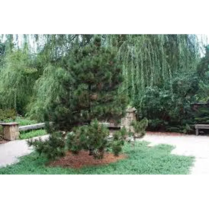 pinus-heldr-indigo-eyes-iseli Pinus heldr. ‘Indigo Eyes’ Iseli