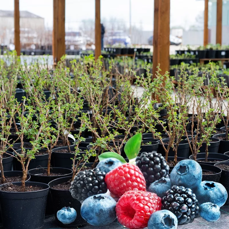 Plants de petits fruits assortis