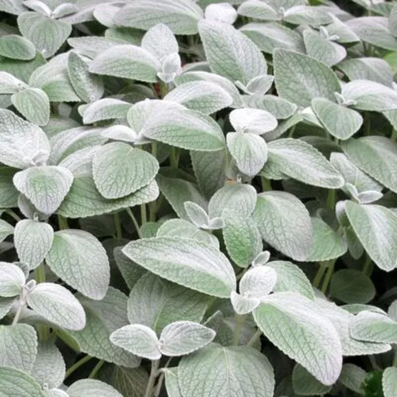 Plectranthus argentea