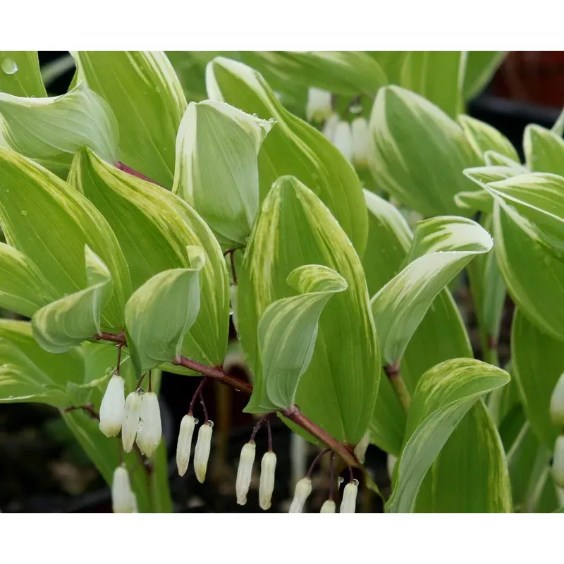 Polygonatum falc. ‘Variegatum’ – Solomon’s Seal