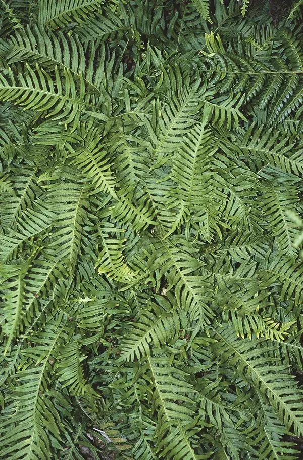 Polypodium vulgare ‘Ulleung Island’
