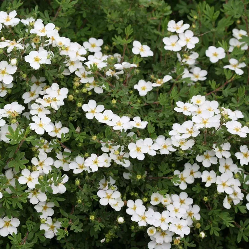 Potentilla ‘Happy Face White’