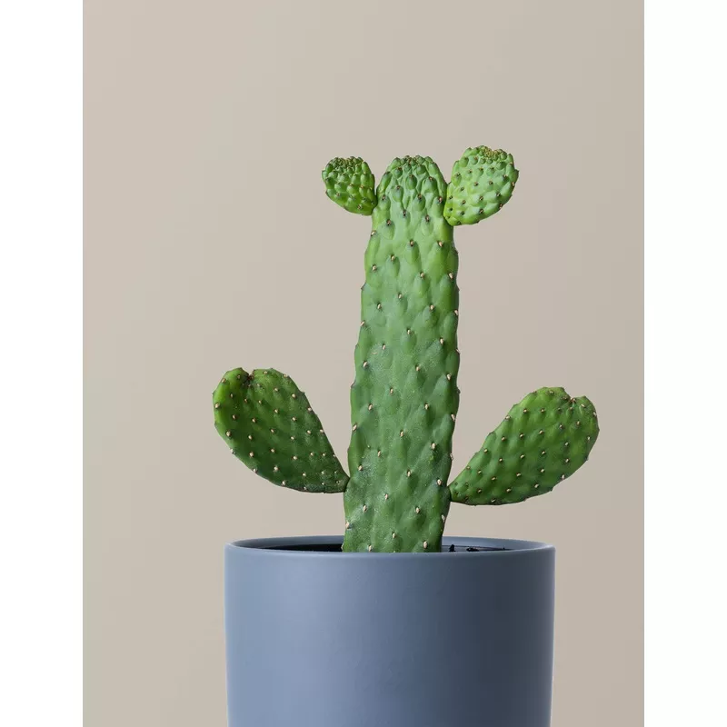 Prickly Pear Cactus Joseph’s Coat White Sesame