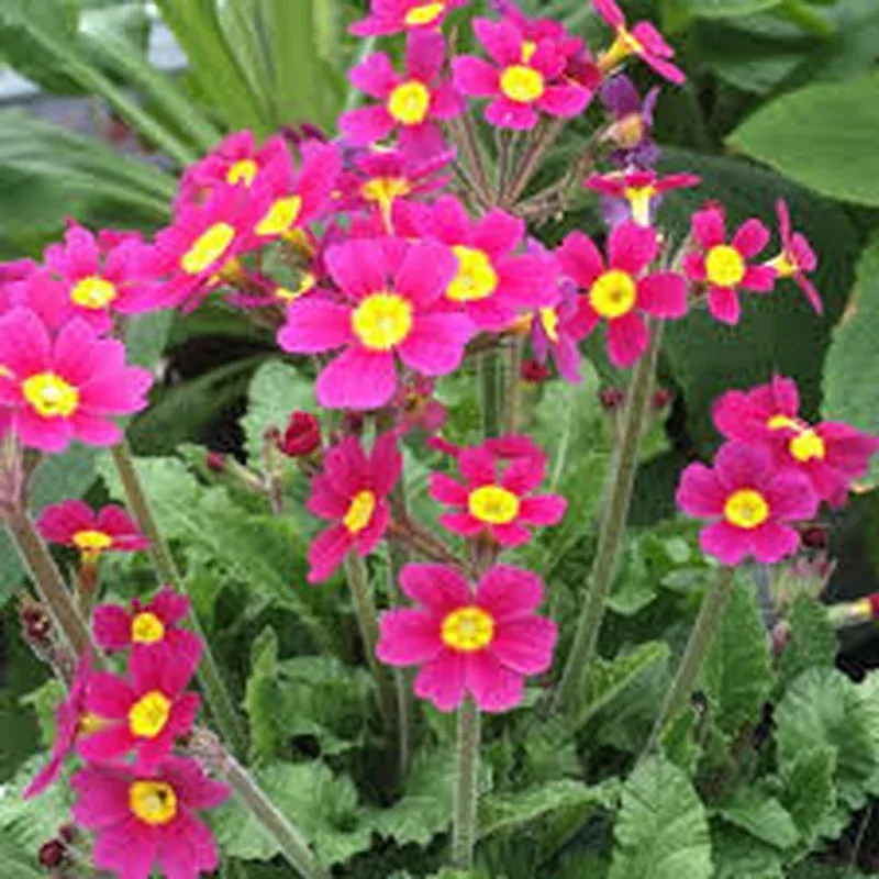 primula-vulg-oakleaf-magenta Primula vulg. ‘Oakleaf Magenta’