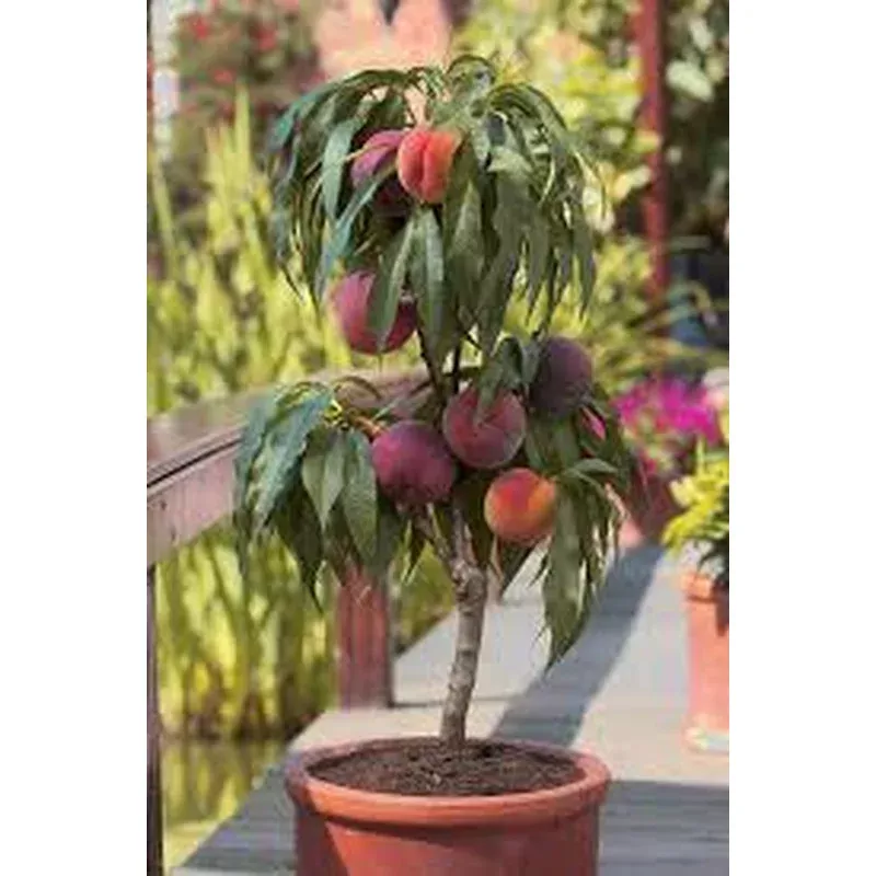 prunus-peach-garden-sun Prunus Peach ‘Garden Sun’