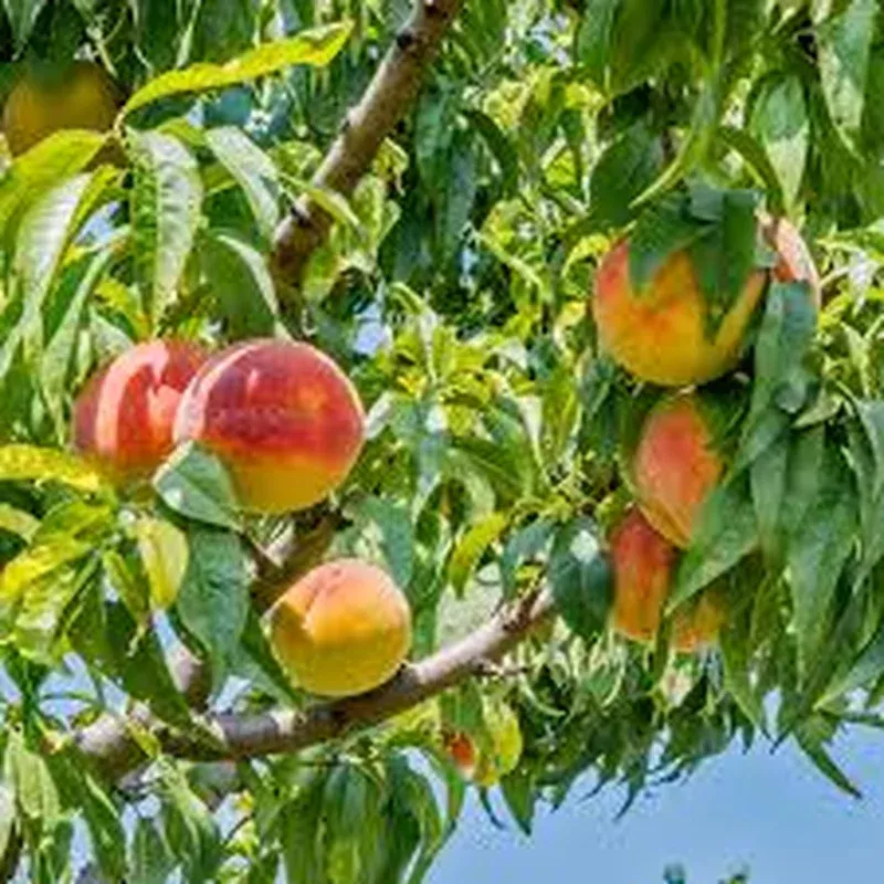 prunus-persica-texstar-peach Prunus persica ‘Texstar’ Peach