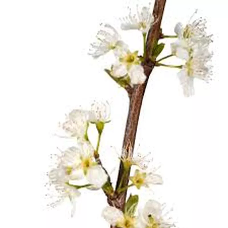 prunus-sali-morris-plum Prunus sali. ‘Morris’ Plum