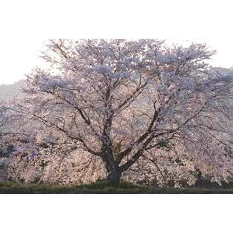 prunus-x-yedoensis Prunus x yedoensis