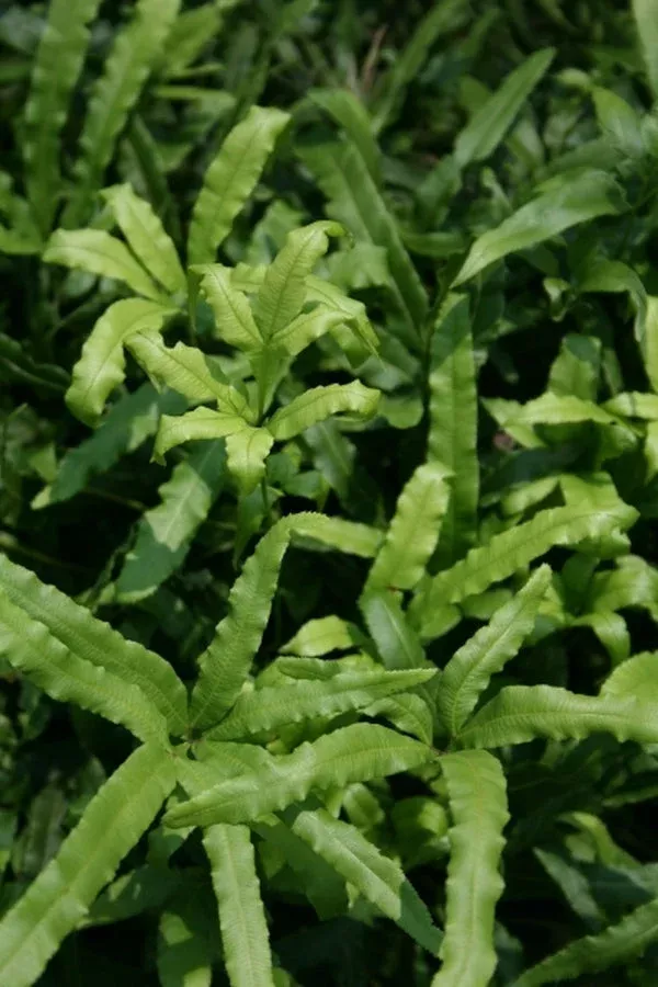 Pteris cretica coll. #A1HA-009