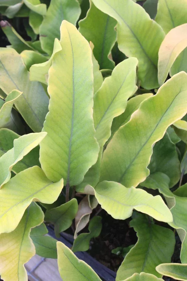 Pyrrosia lingua ‘Limon’