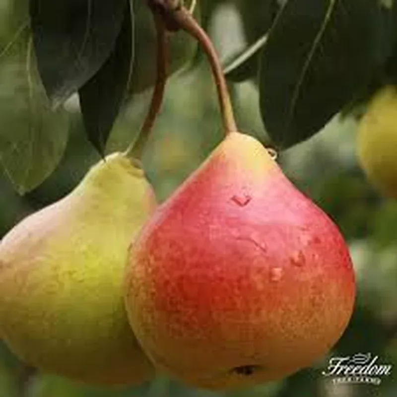 Pyrus ‘Moonglow’ Pear