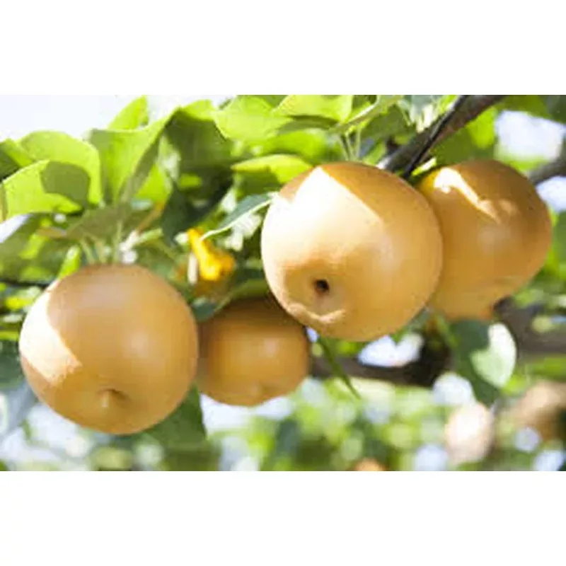 pyrus-pyrifolia-shinseiki Pyrus pyrifolia ‘Shinseiki’