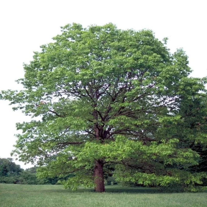 Quercus alba 3″