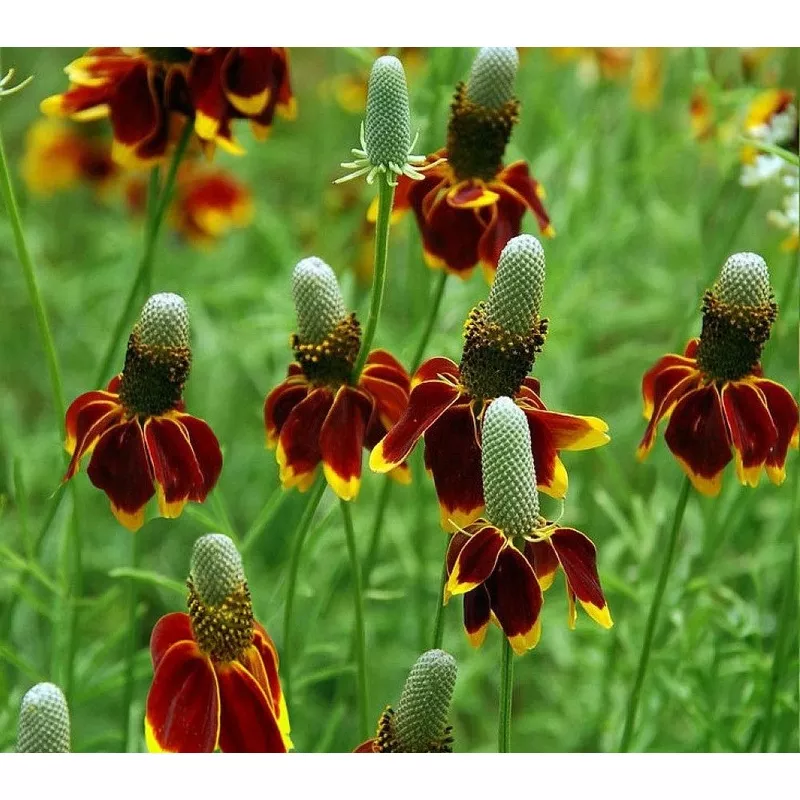 ratibida-columnifera-200-seeds-mexican-hat-perennial-prairie-coneflower Ratibida Columnifera 200 +/- Seeds, Mexican Hat Perennial Prairie Coneflower