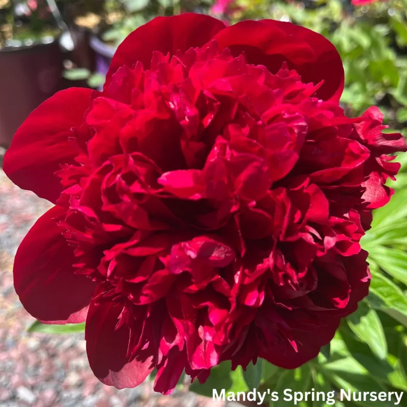 red-charm-peony-paeonia-lactiflora ‘Red Charm’ Peony | Paeonia lactiflora