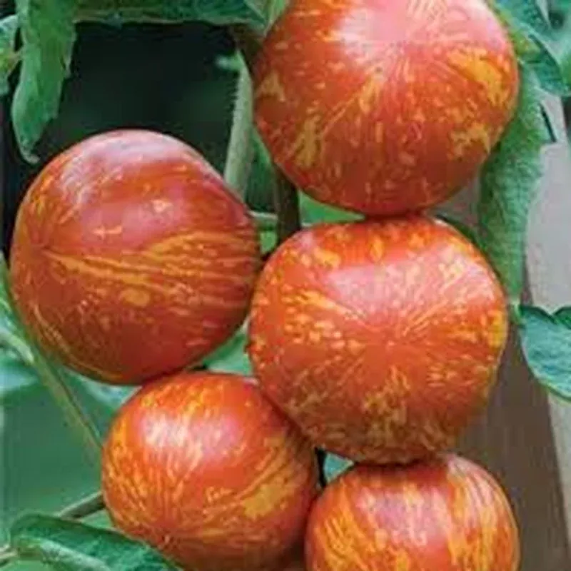 red-zebra-tomato ‘Red Zebra’ – Tomato