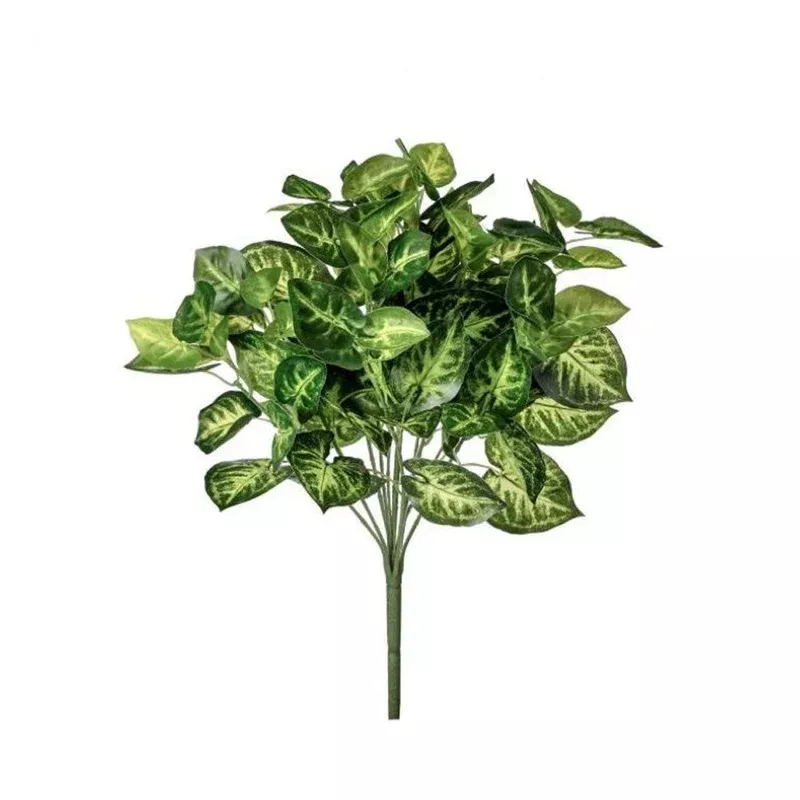 regency-nephthytis-bush-x12-17 Regency Nephthytis Bush x12 17″