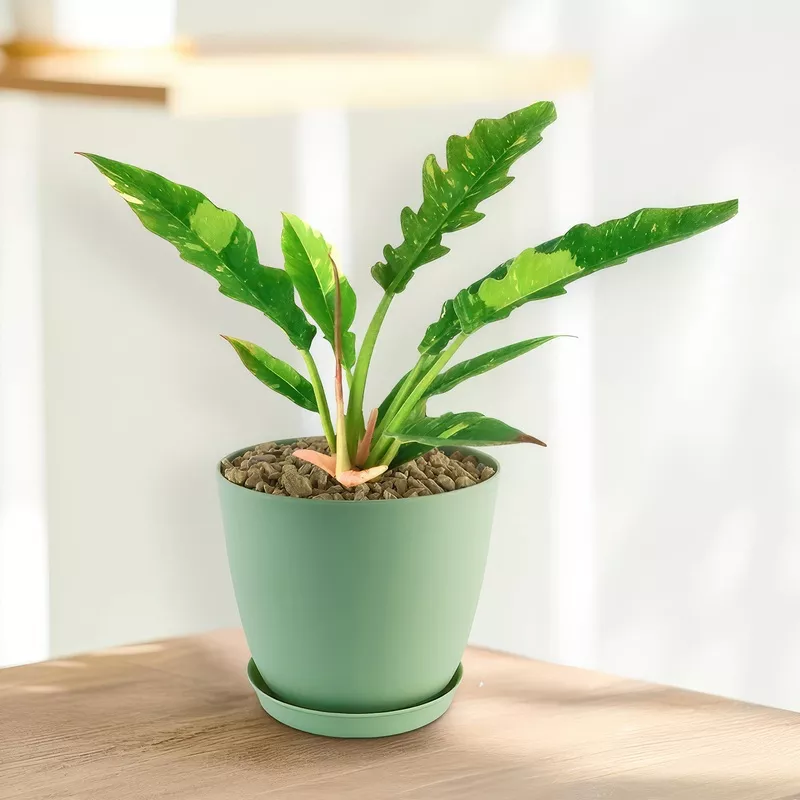 ring-fire-plant-philodendron-ring-fire-white Ring of Fire Plant – Philodendron Ring of Fire White