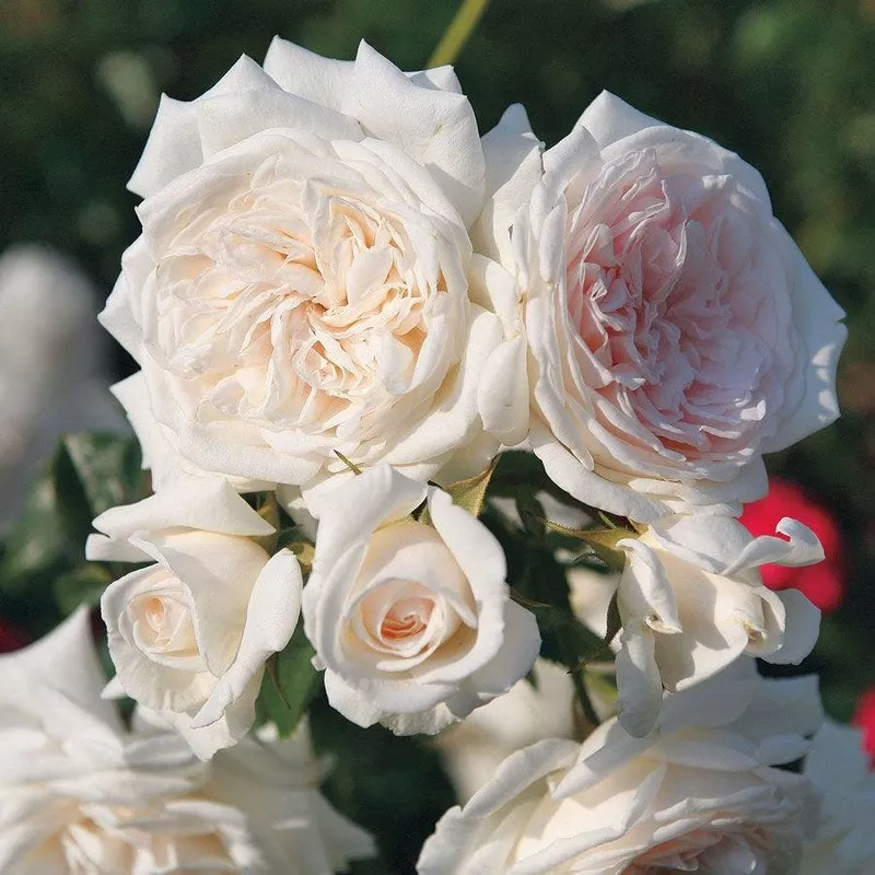 Rosa Arborose Honeymoon