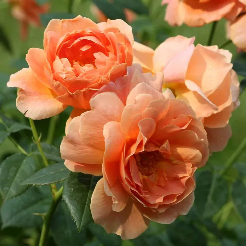 rosa-at-last-shrub-rose Rosa ‘At Last’ – Shrub Rose