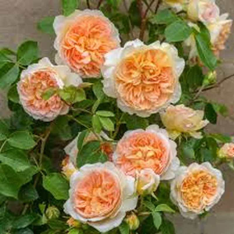 Rosa ‘Bathesba’ – Climbing Rose