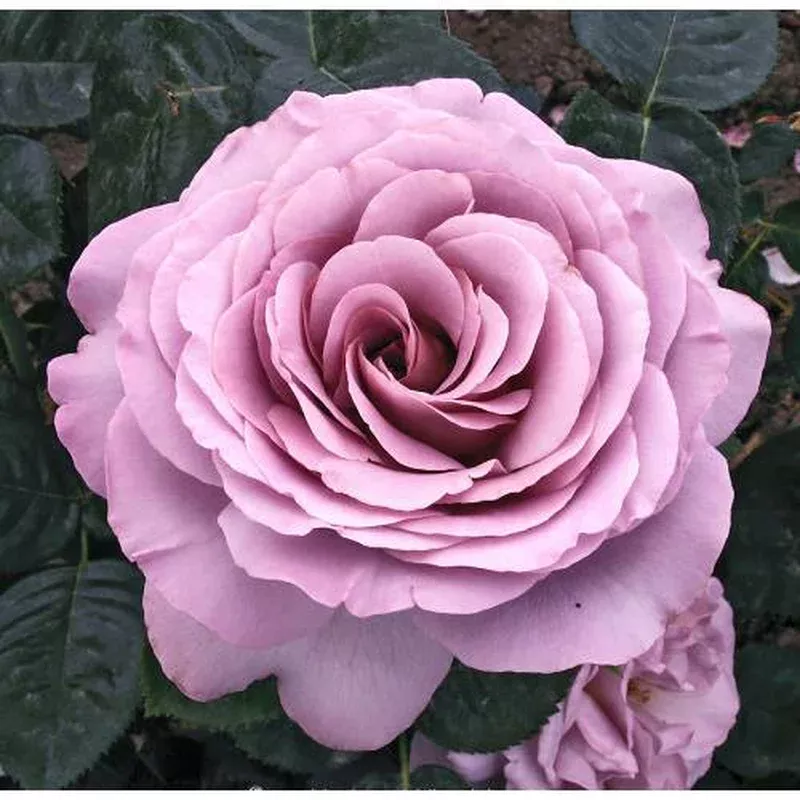 rosa-blue-girl-shrub-rose Rosa ‘Blue Girl’ – Shrub Rose