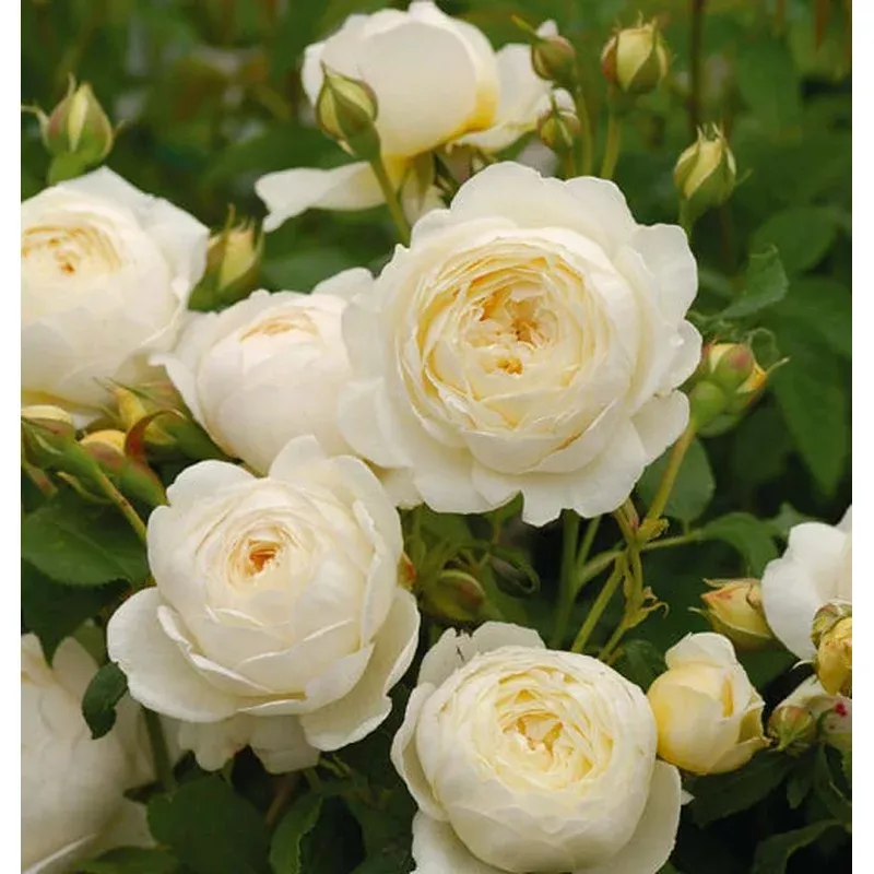 Rosa ‘Claire Austin’ – Climbing Rose