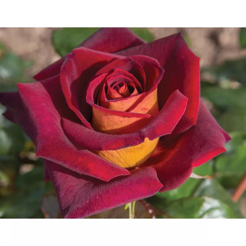 rosa-dark-night-shrub-rose Rosa ‘Dark Night’ – Shrub Rose