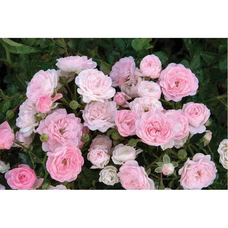 rosa-fairy-shrub-rose Rosa ‘The Fairy’ – Shrub Rose