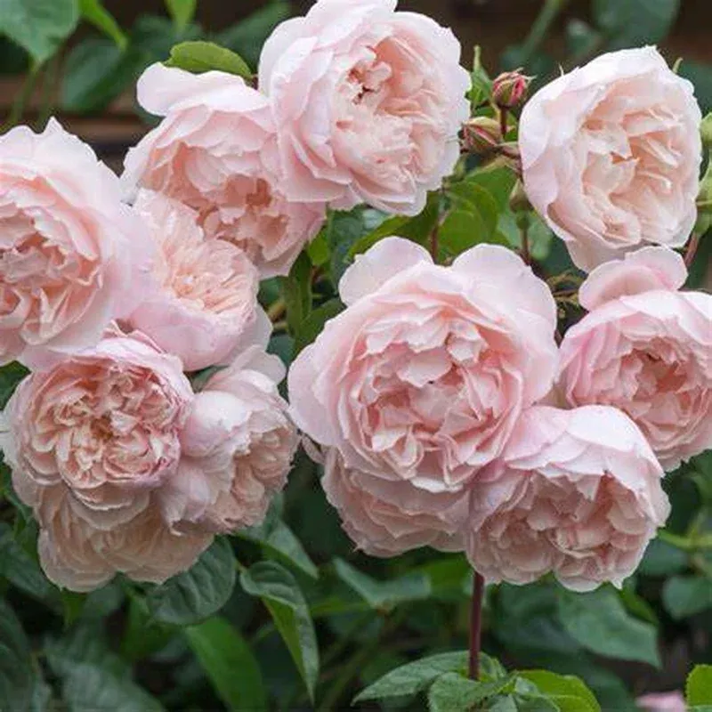 rosa-generous-gardener-climbing-rose Rosa ‘The Generous Gardener’ – Climbing Rose