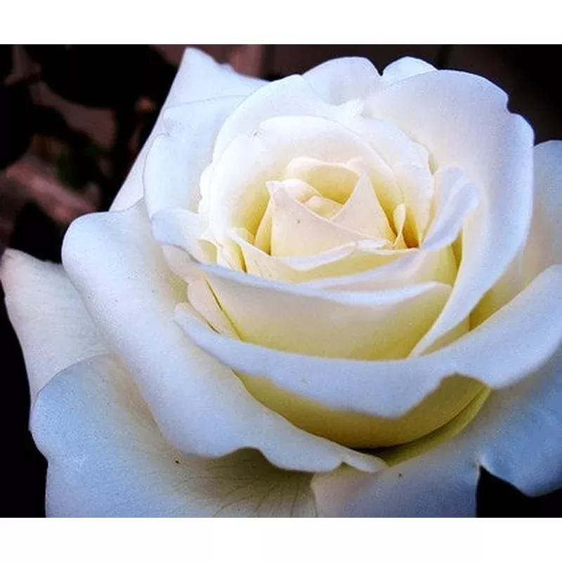 rosa-john-f-kennedy-shrub-rose Rosa ‘John F. Kennedy – Shrub Rose