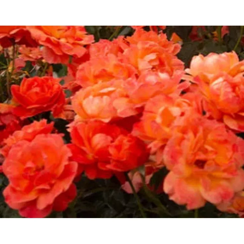 rosa-livin-easy-shrub-rose Rosa ‘Livin Easy’ – Shrub Rose
