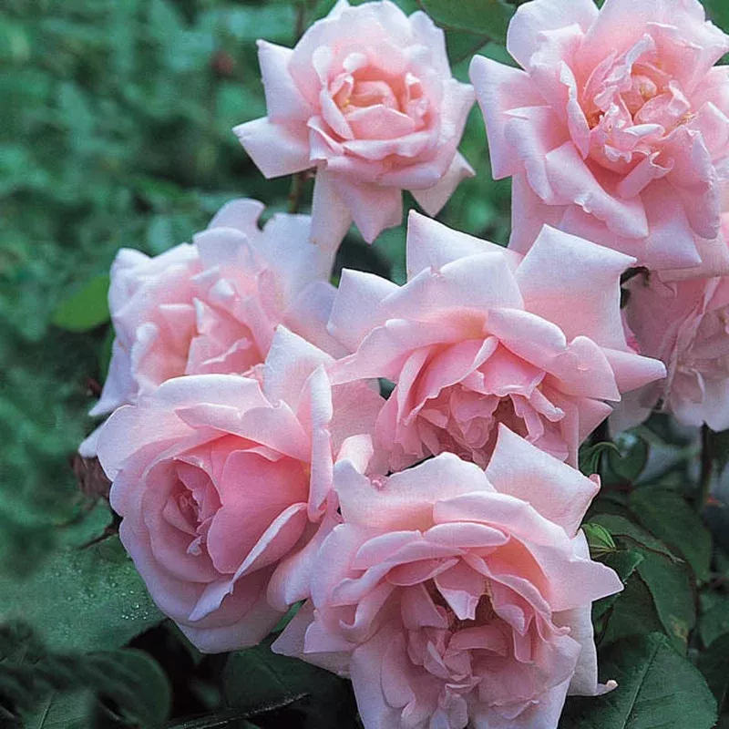 rosa-new-dawn-climbing-rose Rosa ‘New Dawn’ – Climbing Rose