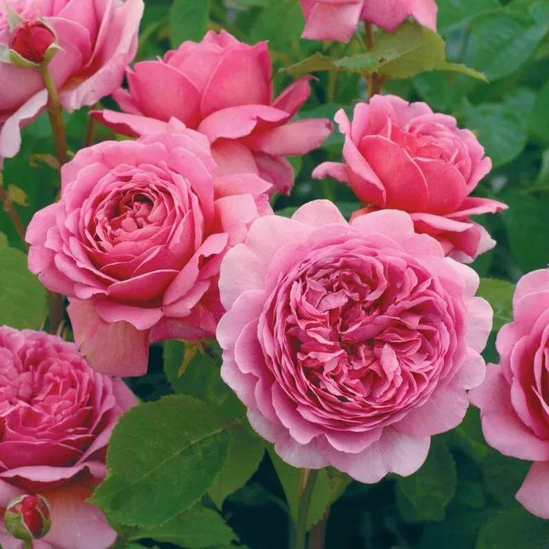 rosa-princess-alexandra-kent-shrub-rose Rosa ‘Princess Alexandra of Kent’ – Shrub Rose